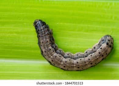 DOCX reference image of a fall armyworm caterpillar on a green crop leaf.