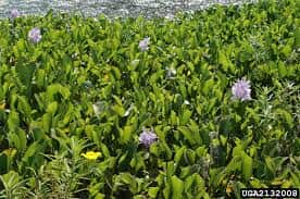 DOCX reference image of water hyacinth plants and purple flowers.
